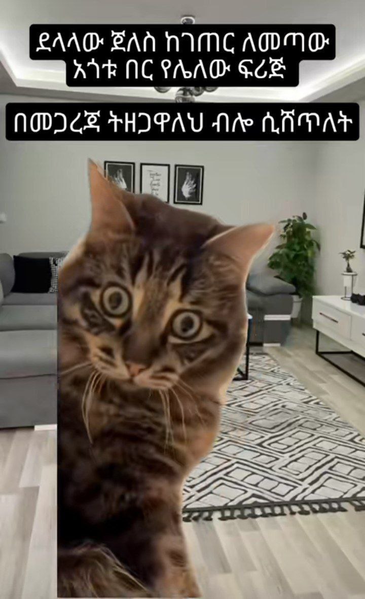 a cat is sitting on the floor and looking at the camera